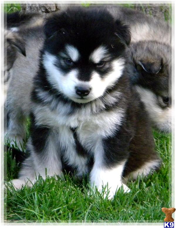 Alaskan Malamute Puppies